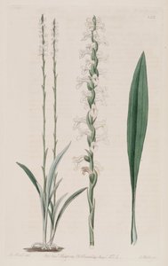 Illustration of Spiranthes Cernua
